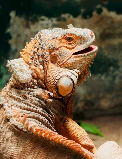 Close-up of a tortoise with an orange, bulging eye and rough scaly skin, basking outdoors on a rocky surface.